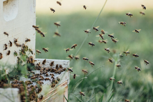 Honey bees flying to and from hive