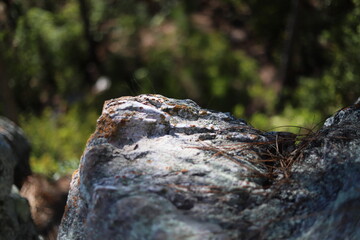 Fototapeta na wymiar Rock in the woods