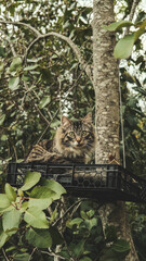 cat on tree