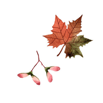 Watercolor hand drawn illustration of autumn maple seeds and leaf. Isolated objects on white background. For creating various fall designs