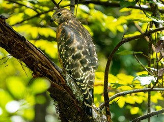 Red Shouldered Hawk in the swamp.