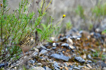 Meadow Pipit // Wiesenpieper (Anthus pratensis)