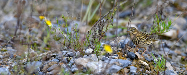 Meadow Pipit // Wiesenpieper (Anthus pratensis)