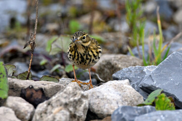 Meadow Pipit // Wiesenpieper (Anthus pratensis)