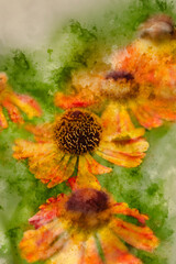 Digital watercolour image of Colorful close up image of Common Sneezeweed Helenium Autumnale flower in English country garden landscape using selective focus
