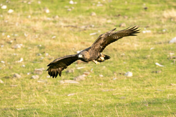 Golden eagle male flying in a Mediterranean forest with the first light of the day