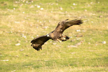 Golden eagle adult female flying in a Mediterranean mountainous area with the first light of the day