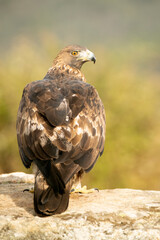 Adult male of Golden eagle in his favorite vantage point of his territory in a Mediterranean mountainous area with the first light of the day