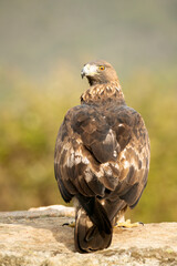 adult female Golden eagle in a mountainous Mediterranean area with the first light of dawn in autumn
