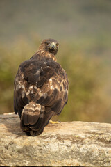 adult female Golden eagle in a mountainous Mediterranean area with the first light of dawn in autumn