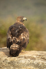 Adult female Golden eagle in a mountainous Mediterranean area with the first light of dawn in autumn