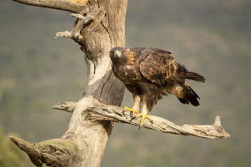 adult female Golden eagle in a mountainous Mediterranean area with the first light of dawn in autumn