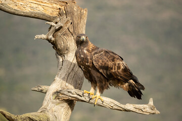 Adult female Golden eagle in a mountainous Mediterranean area with the first light of dawn in autumn