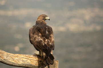 adult female Golden eagle in a mountainous Mediterranean area with the first light of dawn in autumn