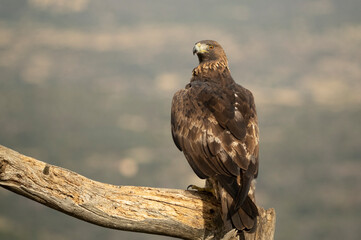 Adult female Golden eagle in a mountainous Mediterranean area with the first light of dawn in autumn