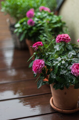 Pink Dahlia and other plants in clay pots on the wooden floor of the terrace during the rain.