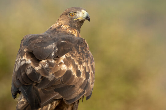 Adult female Golden eagle in a mountainous Mediterranean area with the first light of dawn in autumn