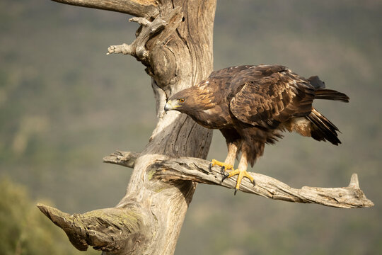 Adult male of Golden eagle in his favorite vantage point of his territory in a Mediterranean mountainous area with the first light of the day