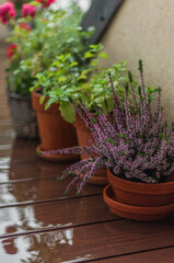 Heather, mint and other plants in clay pots on the terrace during the rain.