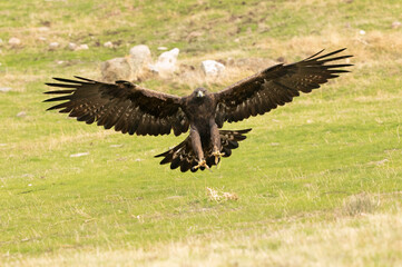 Golden eagle adult female flying in a Mediterranean mountainous area with the first light of the day