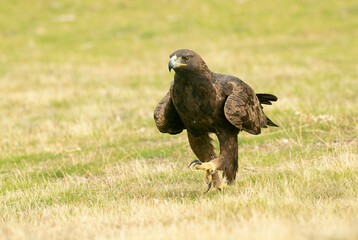 Adult female Golden eagle in a mountainous Mediterranean area with the first light of dawn in autumn