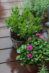 Dahlia and other plants in clay pots on the wooden floor of the terrace during the rain.