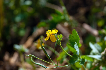 Close-up - a plant with a yellow flower and stamens, with green leaves and pods.