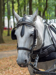 Obraz premium Close up of a horse head portrait on breeding test outdoors
