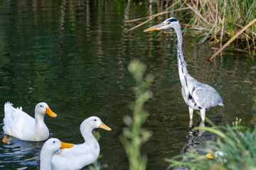 Close up grey heron selective focus.