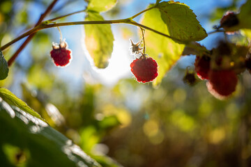 Raspberry in morning sun 3