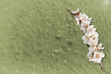 White aroma cherry flowers on a green background,