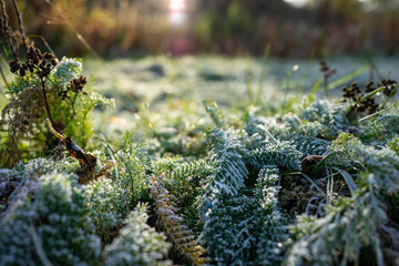 Frozen grass in morning sun 5
