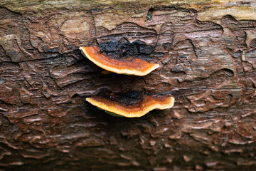 Tree fungus © VB