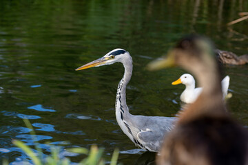 Close up grey heron selective focus.