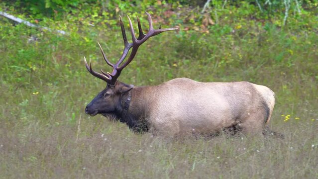 A Rocky Mountain Elk Bugling
