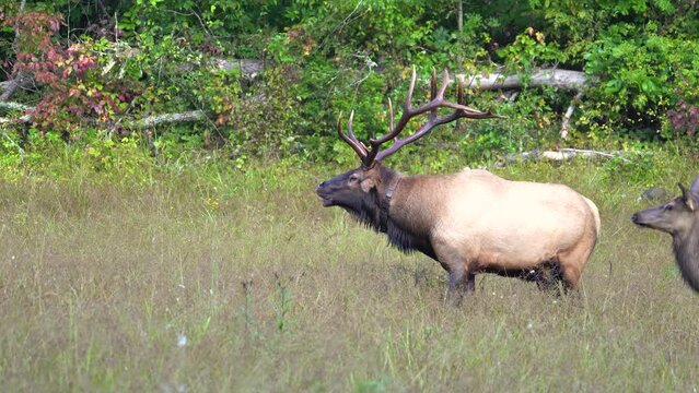 A Rocky Mountain Elk Zoom In