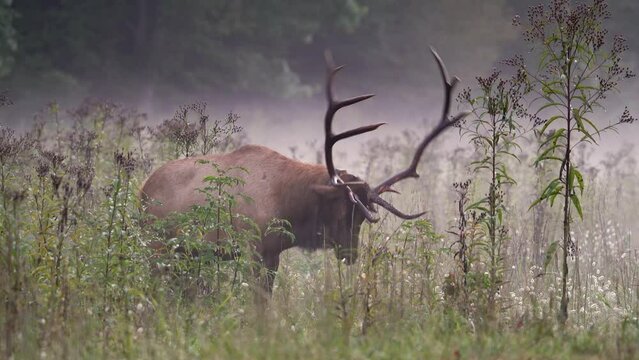 A Rocky Mountain Elk in Fog