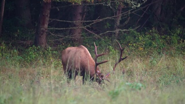 A Rocky Mountain Elk Grazing in a Field