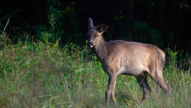 A Rocky Mountain Elk Calf Walking