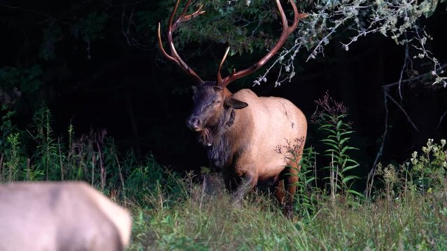 A Rocky Mountain Elk in  a Field