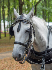 Close up of a horse head portrait on breeding test outdoors

