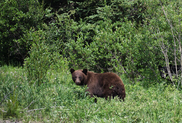 Foraging and feeding Black Bears on the Alaska Highway in British Columbia