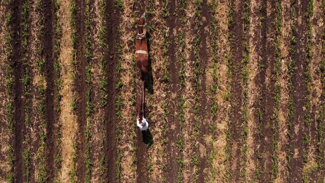 aerial view of an older adult farmer cleans a cornfield with the help of his horse