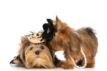 yorkshire terrier dogs wearing black dotted flowers
