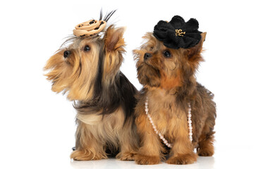 yorkshire terrier dogs wearing flowers, necklace and looking up