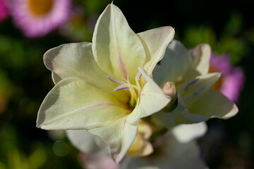 Close-up of a white Gladiolus with pink lines on the petals and long stamens.