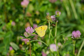 Clouded Yellow (Colias croceus) Butterfly perched on pink flower in Zurich, Switzerland