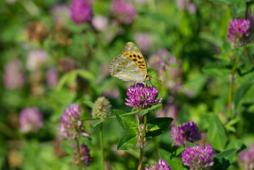 Silver-washed Fritillary butterfly (Argynnis paphia) with closed wings sitting on pink flower in Zurich, Switzerland