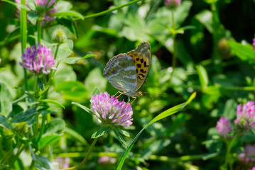 Silver-washed Fritillary butterfly (Argynnis paphia) with closed wings sitting on pink flower in Zurich, Switzerland