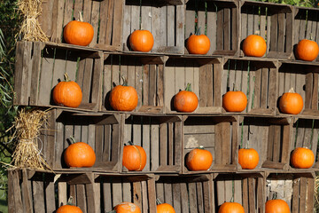 Pomarańczowa dynia przygotowana na obchody halloween.  - 535329011
